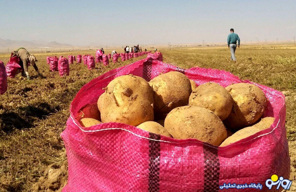 مردم به خرید قسطی سیب زمینی رسیدند!/ دولتمردان همچنان تماشاچی تنگدستی مردم